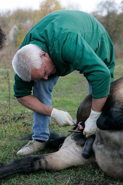 Unterwegs mit dem Landtierarzt