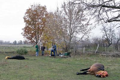 Unterwegs mit dem Landtierarzt